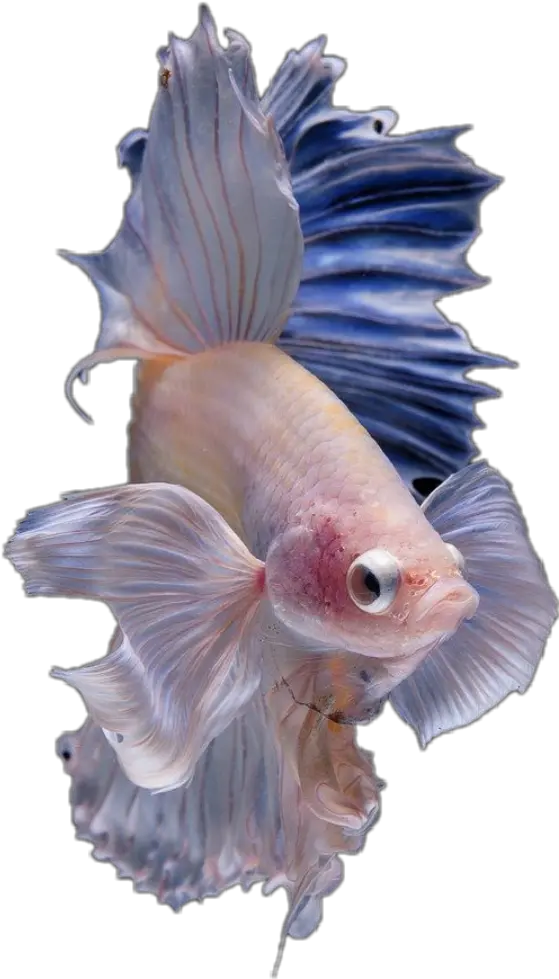  Hd Halfmoon Betta Fish