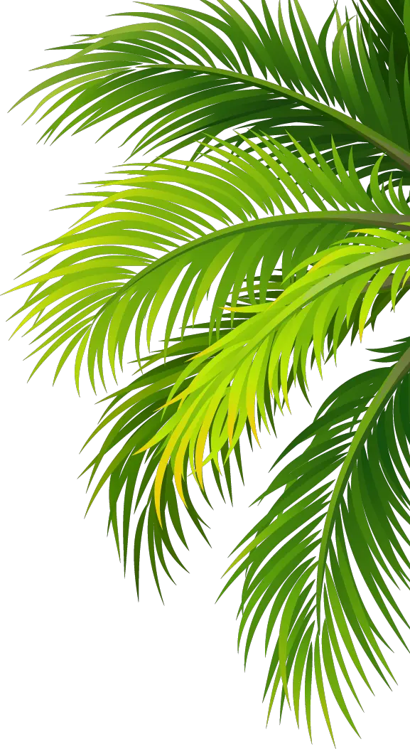  Coconut Water Air Filter Plant Leaf Palm Tree Png