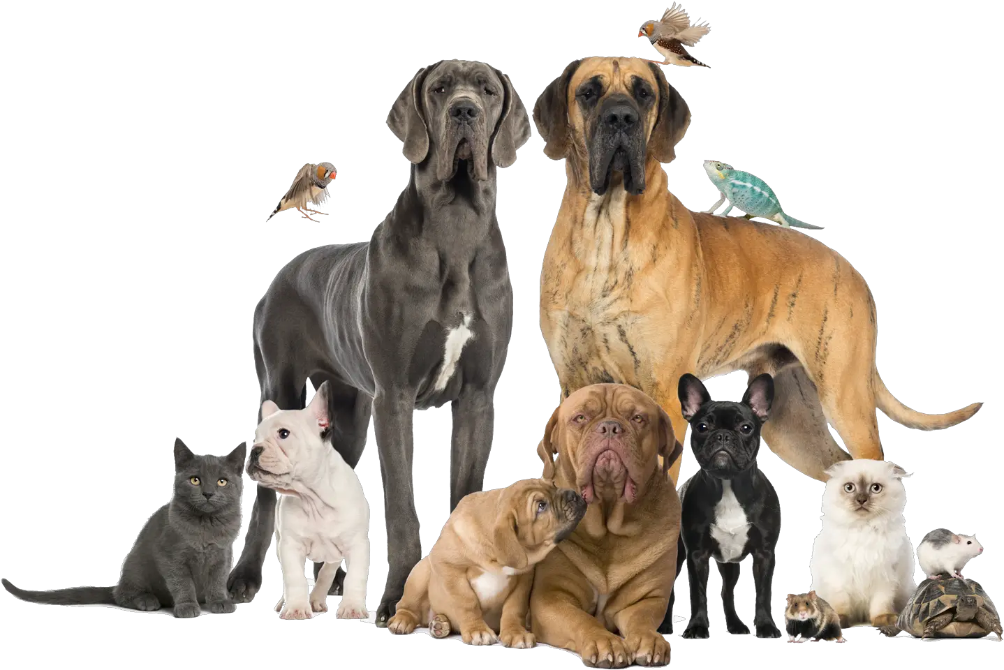  Group Of Pets Vet Clinic Animals