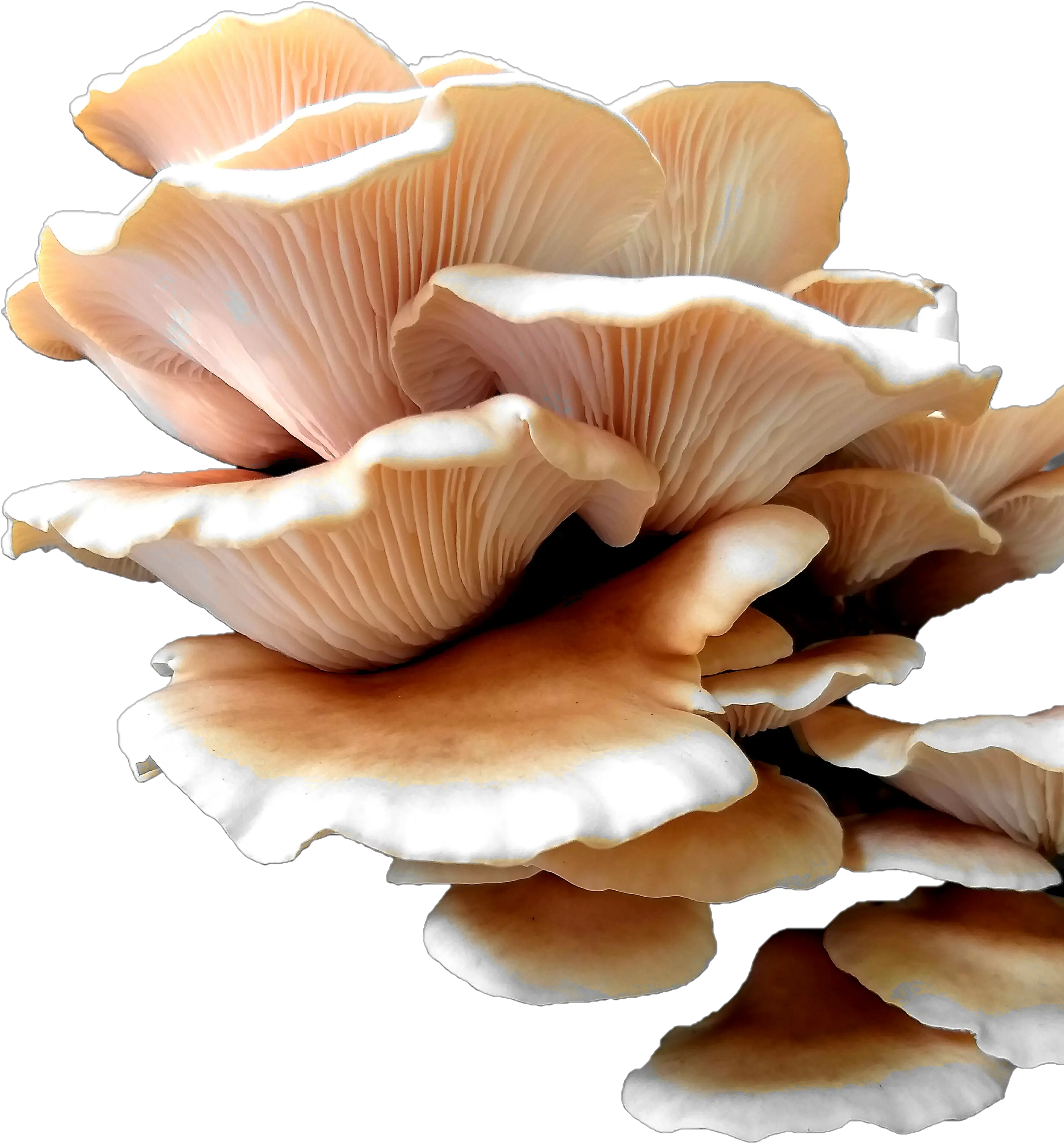  Oyster Mushroom