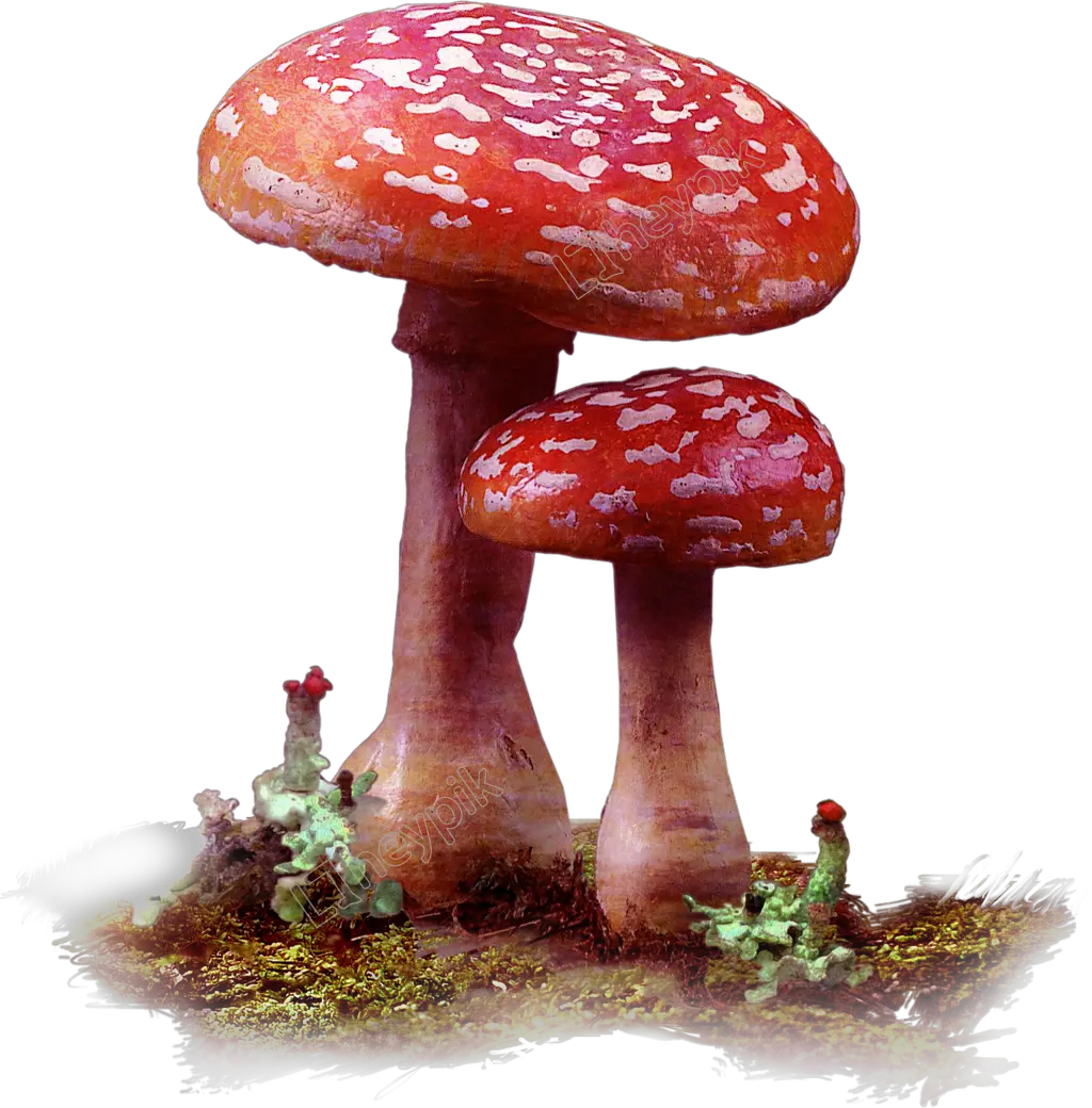  Mushrooms Vector Wild Mushroom Red Mushrooms Png