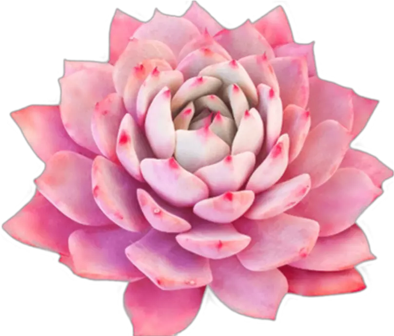  bloom pink frame flower border flowers white Flower