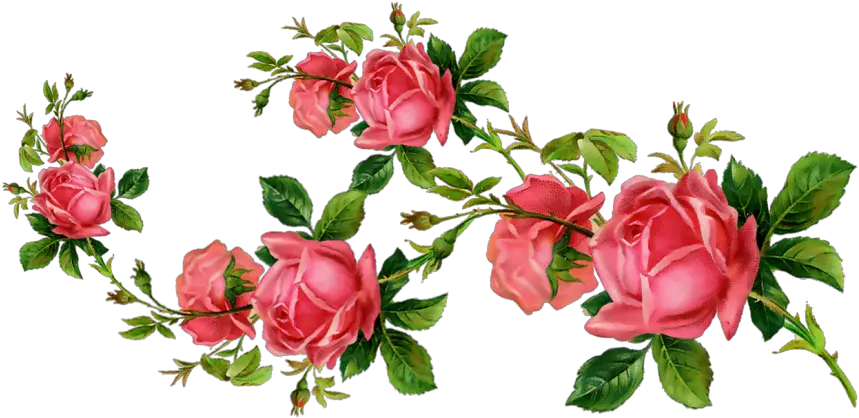  ceiaxostickers transparent overlay sticker tumblr Garden Roses