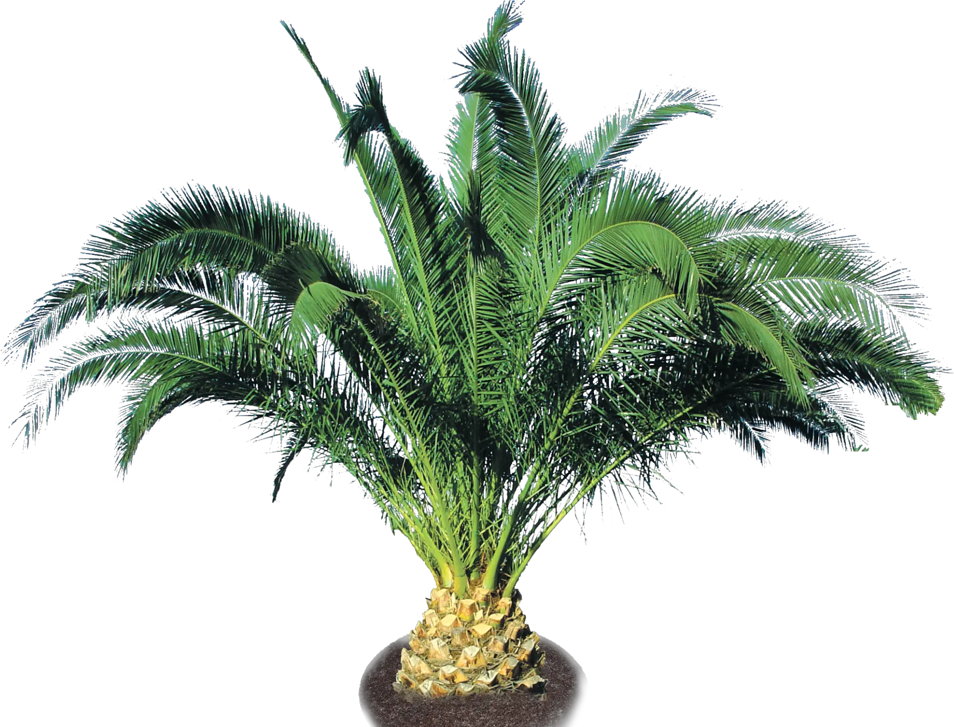  Pineapple Trees Png