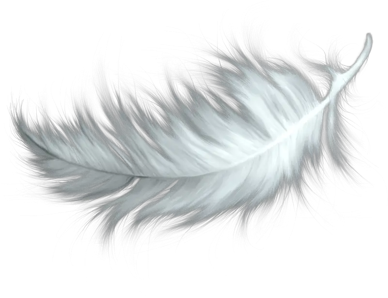  White Feather Transparent Png Bird Feather Png