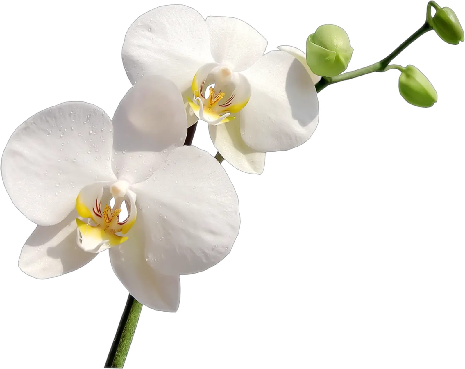  9 Png