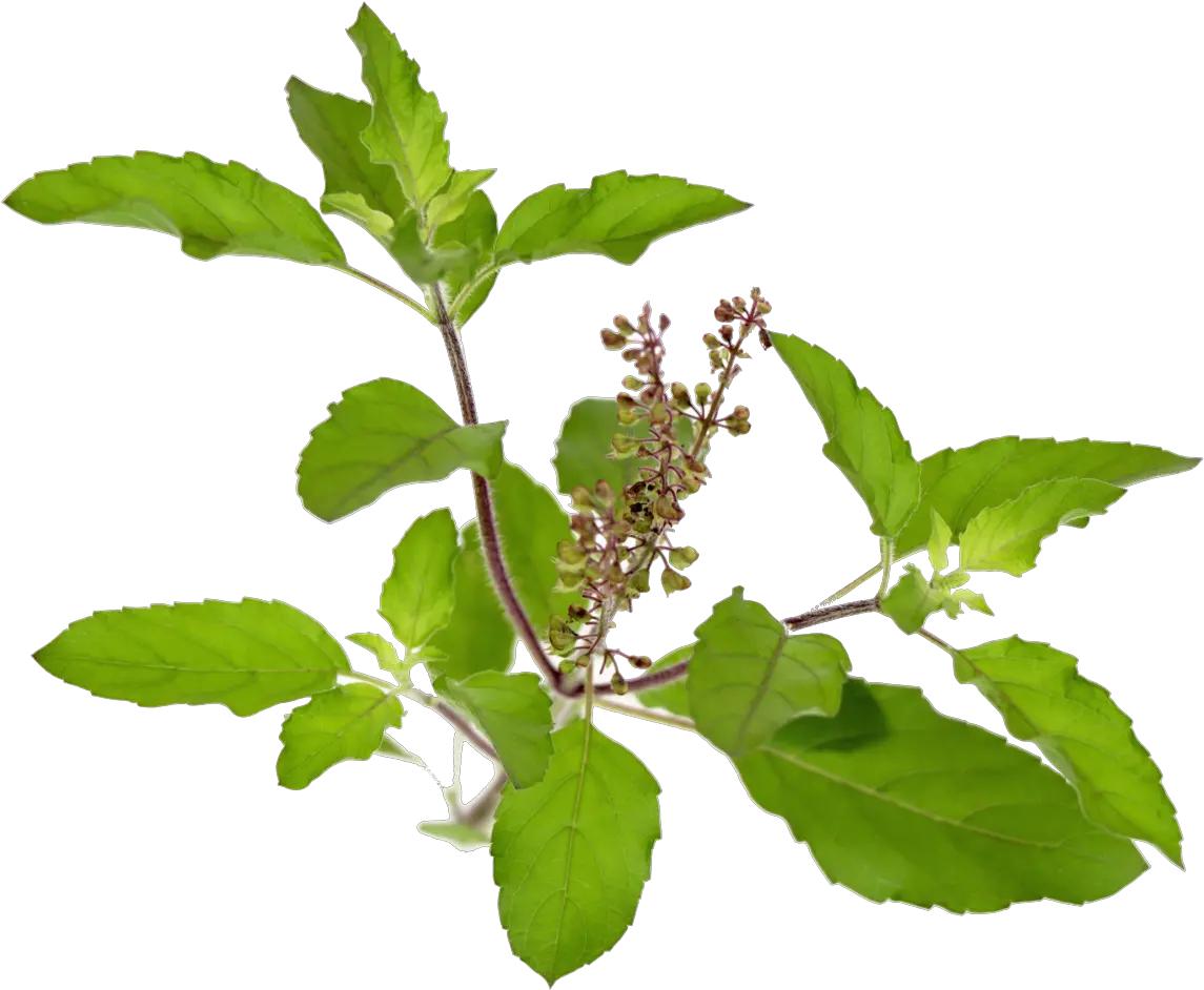  Schedule Triphala Powder Triphala Churna All Tulsi Leaf Powder