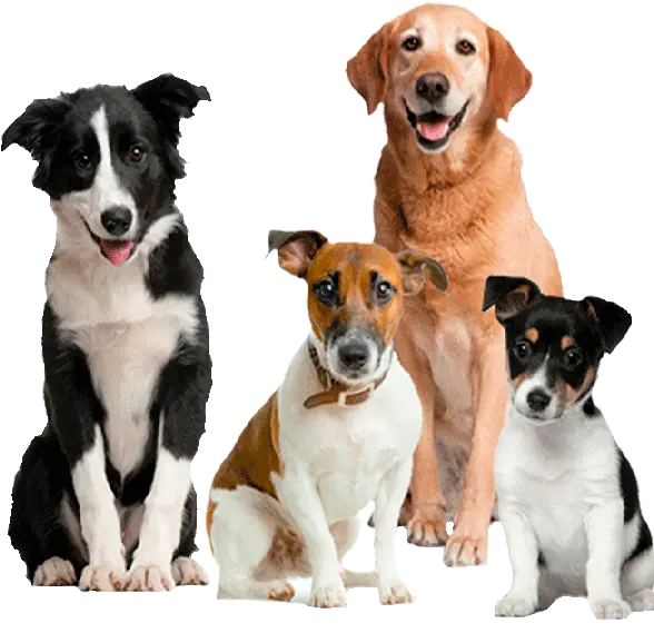  Perro En Adopción Cute Dogs Png
