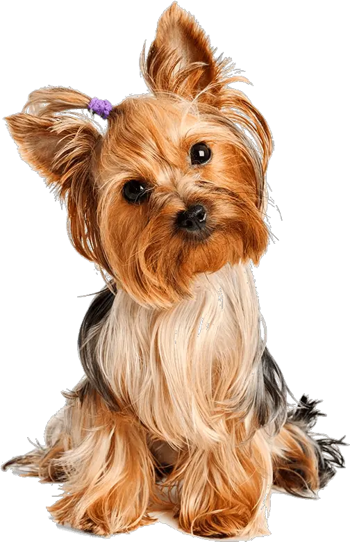  Ebook Yorkie Yorkshire Terrier Png
