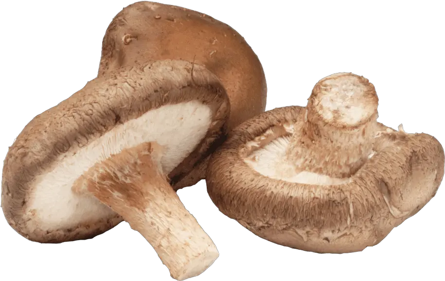  Shiitake Mushroom
