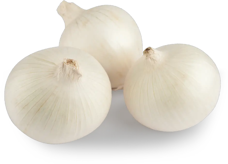  White Onion Cebolla Blanca Png