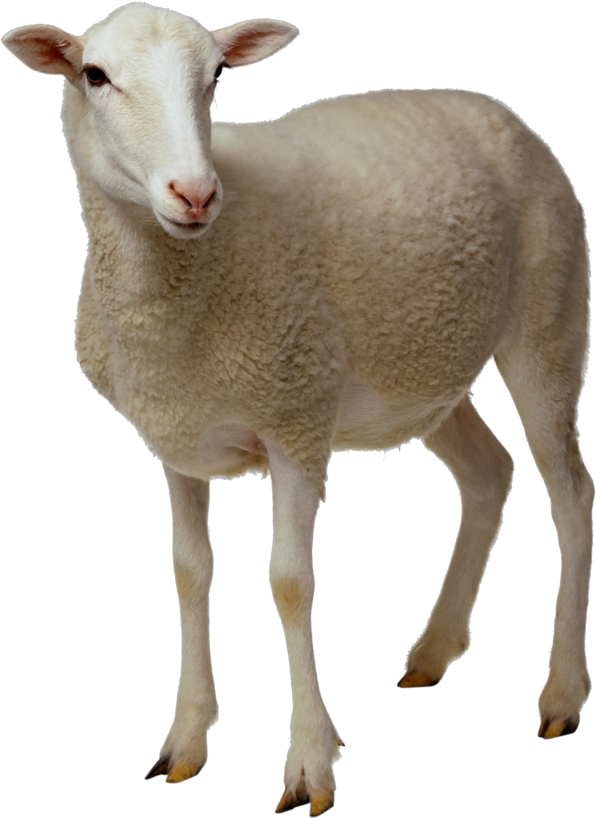  Download Sheep Png Clipart Sheep Png