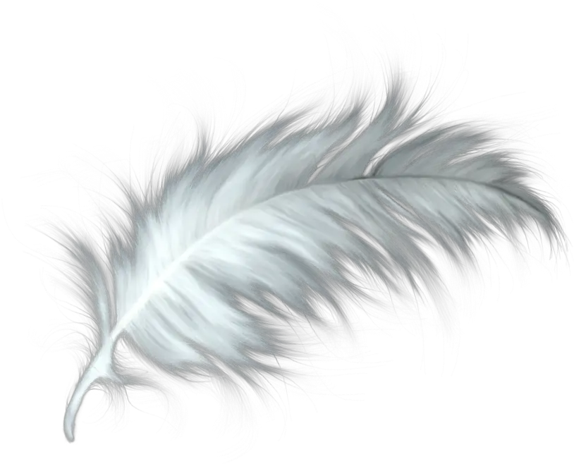 White Feather Healing Quill Paris White Feather Png Transparent
