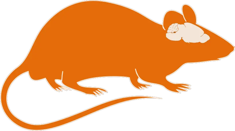  Transparent Animal Vector Png Mouse Brain Clipart