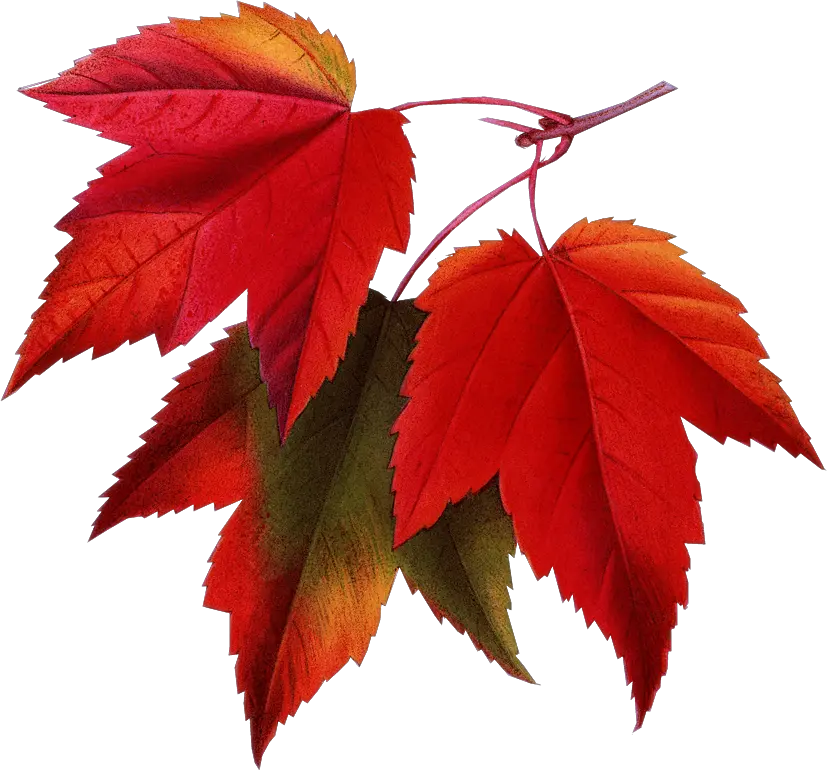  Fall Pictures For Email Signatures
