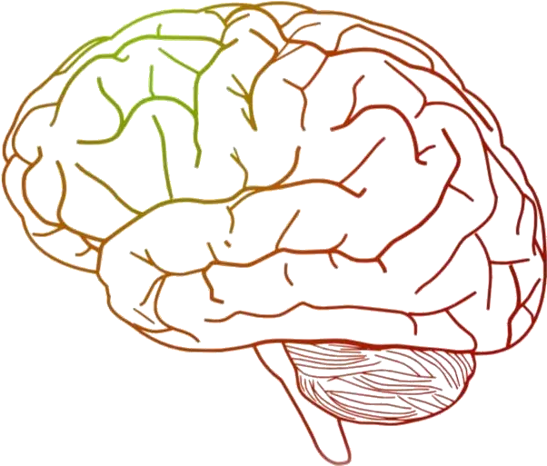  Brain Png Transparent Images Transparent Background Brain Clipart