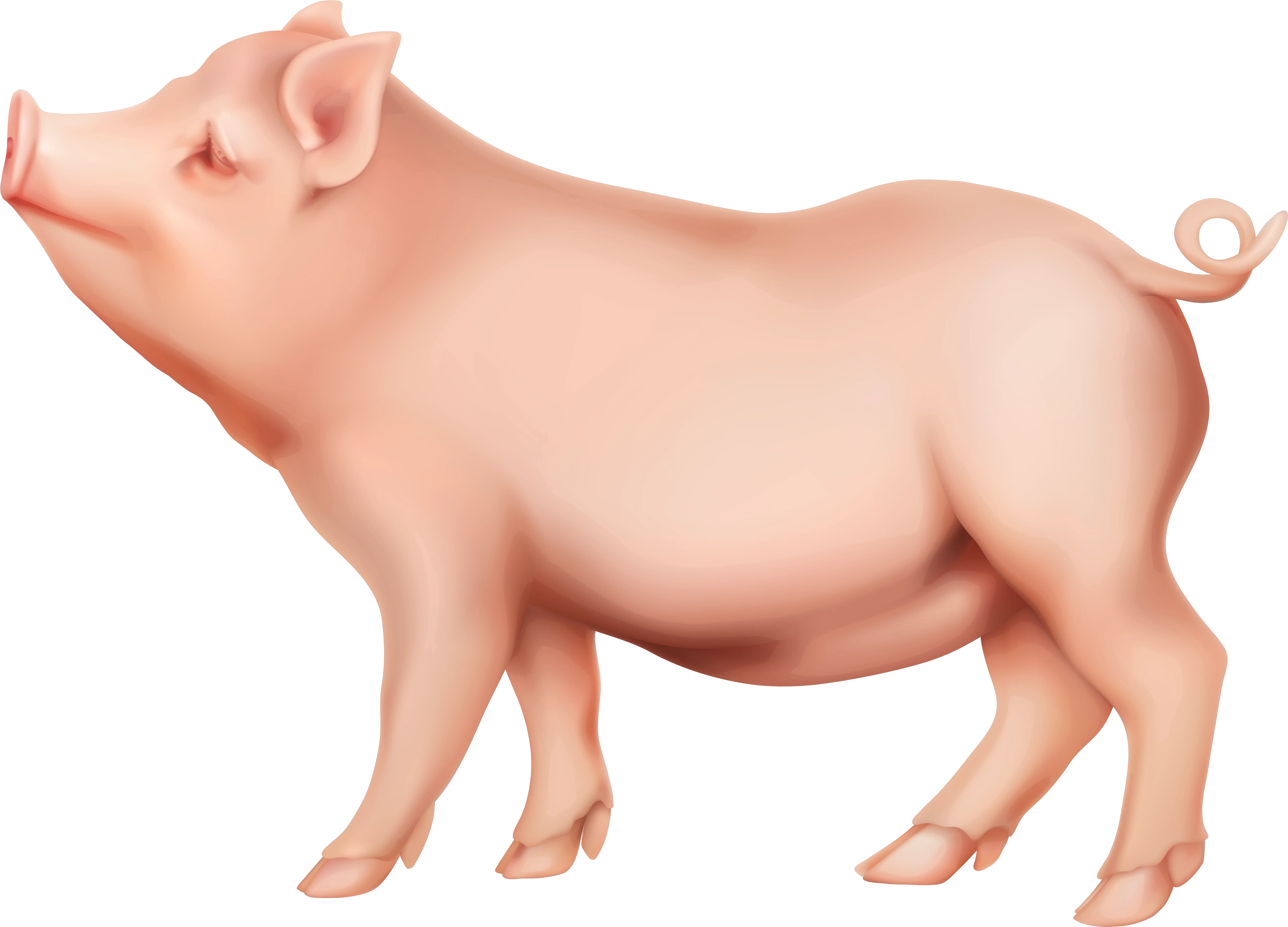  Pig Png Transparent Background Pig Png