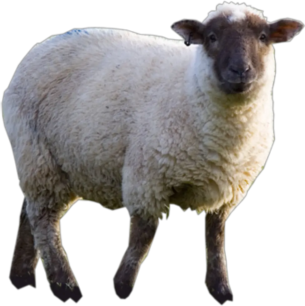  Sheep Png