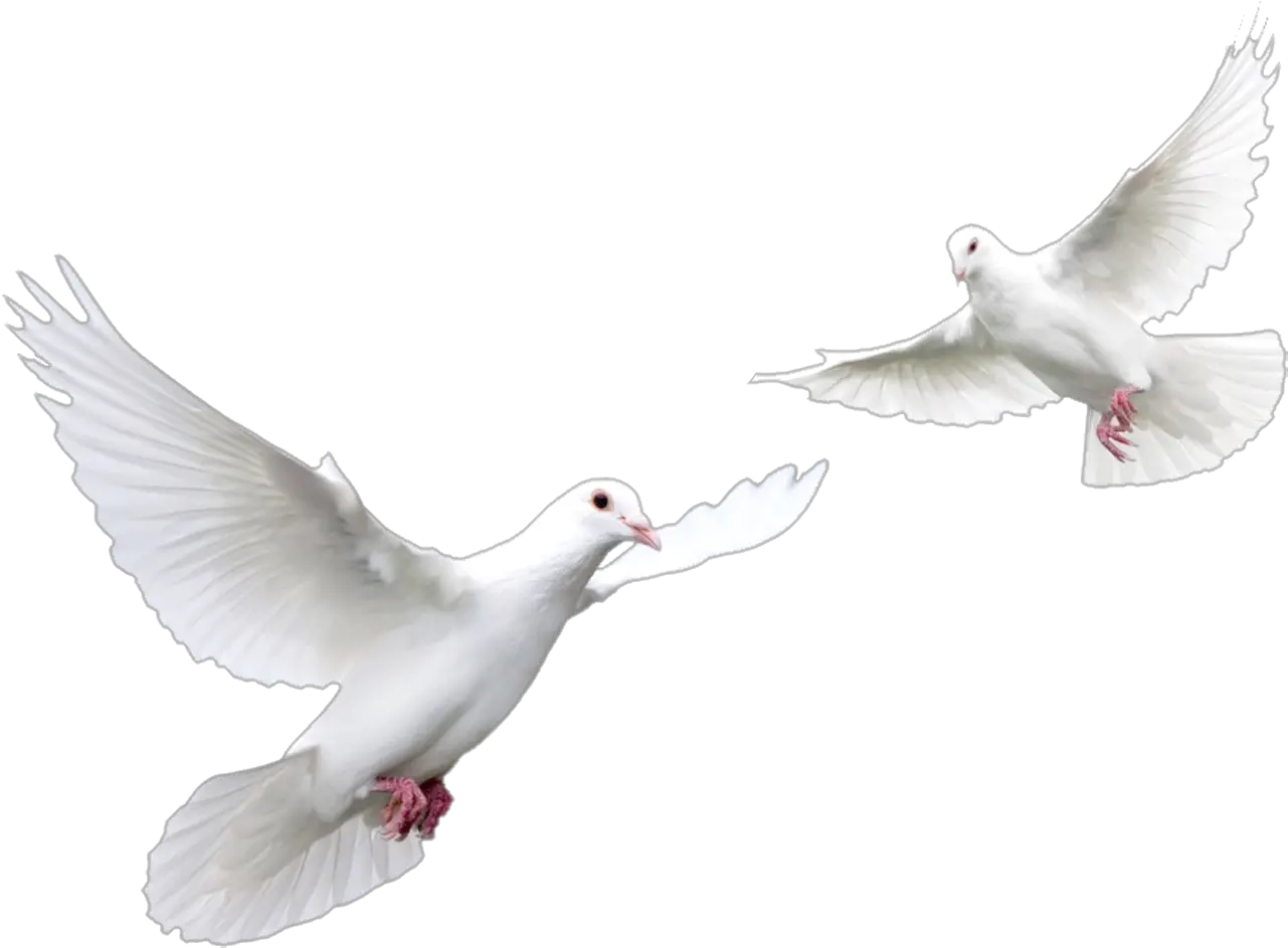  Doves Flying Png White Doves