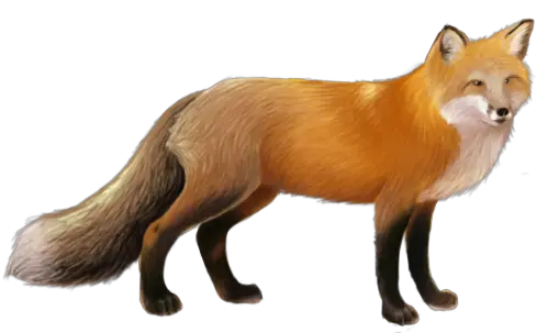  Fox PNG
