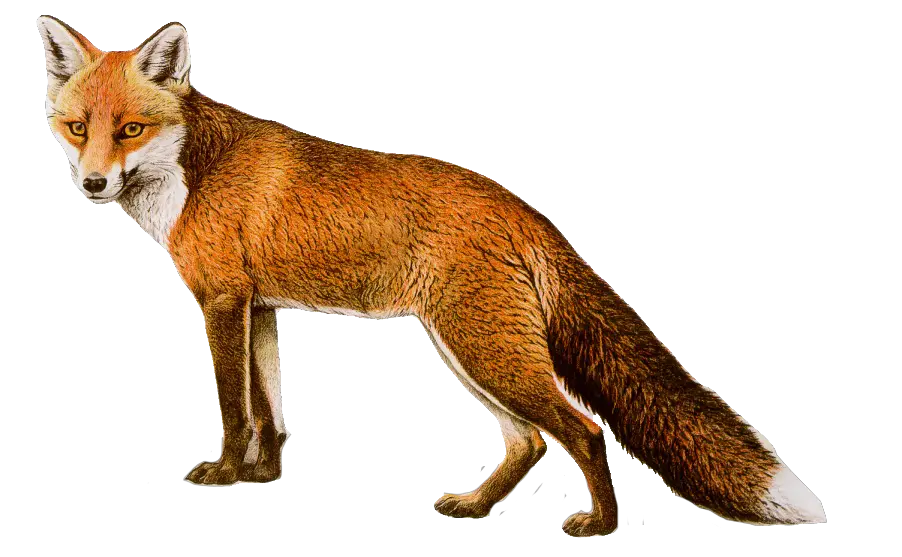  Fox PNG