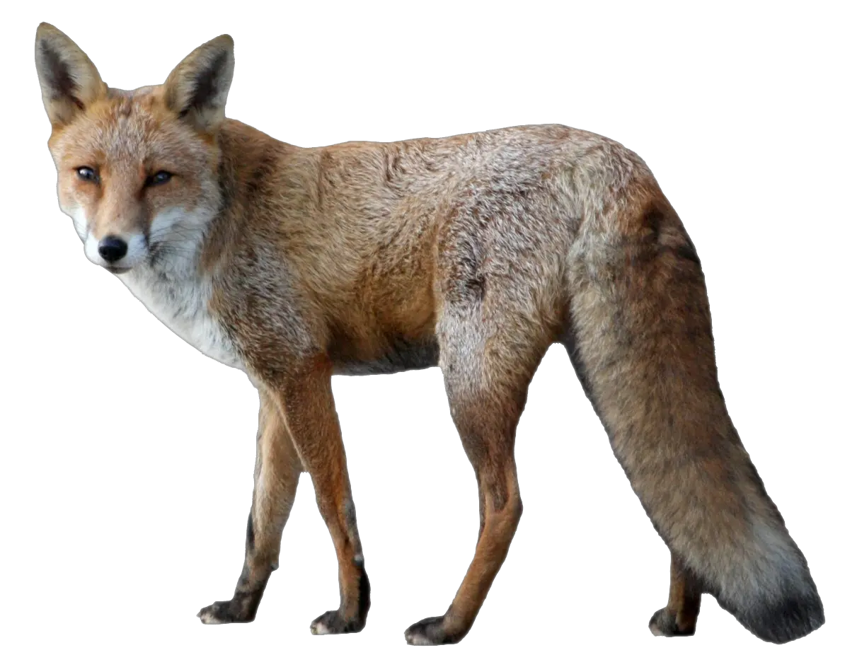  Fox PNG