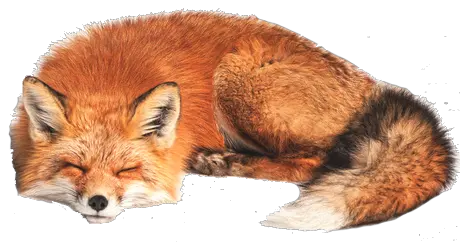  Fox PNG