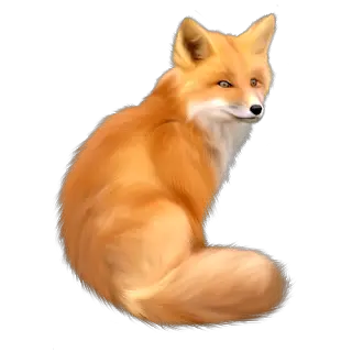  Fox PNG