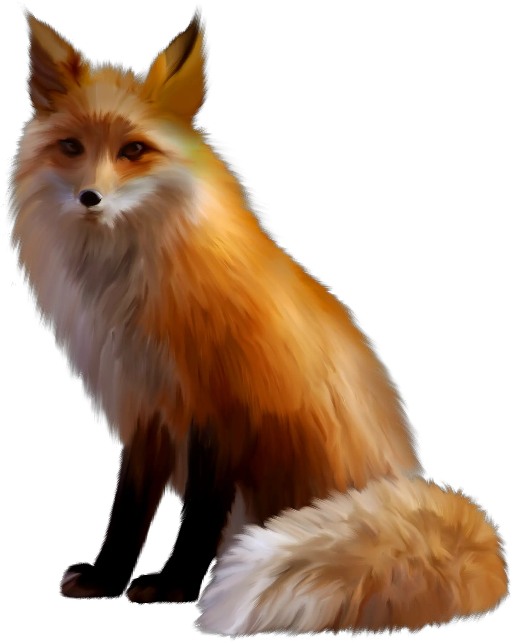  Fox PNG
